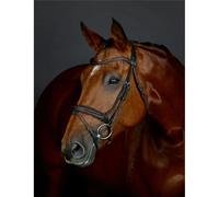 Padded Hanoverian flash bridle Collegiate Comfitec Opulux