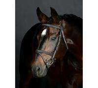 Padded Hanoverian riding bridle Collegiate Comfitec Opulux Fancy Stitch