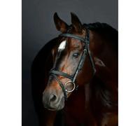 Padded Hanoverian riding bridle Collegiate Comfitec Opulux Fancy Stitch