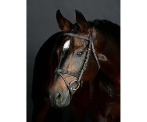 Padded Hanoverian riding bridle Collegiate Comfitec Opulux Fancy Stitch