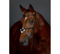Padded Quiscale equestrian bridle Collegiate Comfitec Opulux