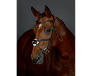 Padded Quiscale equestrian bridle Collegiate Comfitec Opulux