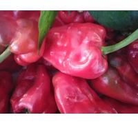 Padron Chilli Seeds - 25 Fresh Seeds