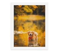Paint by Numbers A Golden Retriever in Water with Autumn Colors Digital Painting Kit for Adults Create Your Own Magical Scene Art Supplies Unframed 40x50CM