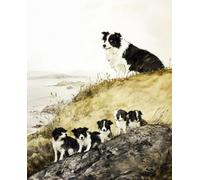 Paint by Numbers Border Collie and sea Cliffs Paint by Numbers Kits for Adults Kids Beginners 40 x 50 cm Adults with Paintbrushes DIY Painting for Home Decoration Without Frame