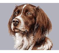 Paint by Numbers for Adult DIY Oil Paint by Numbers Kit for Kid Adult Beginner Brown White Springer Spaniel Dog 16x20 Inch (Frameless)
