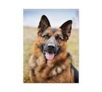 Paint by Numbers for Adult Girls，German Shepherd，Painting by Number for Adults DIY Digital Painting for Beginners Wall Decor Drawing Gift(30x40cm) 11.8x15.7 inches-B68