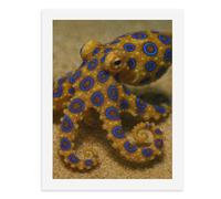Paint by Numbers for Adults-A Blue-Ringed Octopus with Yellow Body and Blue Circles on Its Arms, on Sandy Ground -for Home Wall Decor 12X16Inch