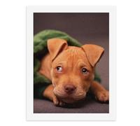 Paint by Numbers for Adults-A Brown Pit Bull Puppy Lying on A Gray Surface, Covered with A Green Blanket, Looking Forward with Its Eyes Wide Open -for Home Wall Decor 12X16Inch