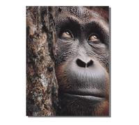 Paint by Numbers for Adults Animal, DIY Painting Chimpanzees With Frame Paint by Numbers for Children Beginners, Oil Paintings Crafts Adults Hobbies Women Gifts, Home Wall Decor 12 x 16 in KSWDK904