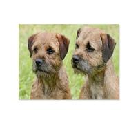 Paint by Numbers for Adults,Border Terrier Dogs,DIY Paint by Numbers Kits for Adults Kids on Canvas with Brushes and Acrylic Pigment Oil Painting Kits Home Decor Gift(40x50cm) 15.7x19.6 inches-E97