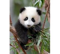 Paint by Numbers for Adults Cute, Panda DIY Paint by Numbers Kits, Acrylic Painting Adult Crafts with Brushes and Acrylic, Crafts Canvas for Beginners Kit, Autumn Decorations for Home, 20x28in 5-7582