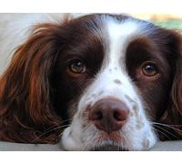 Paint by Numbers for Adults DIY Oil Painting Springer Spaniel Animal Painting by Number Drawing On Canvas Art Decoration Gift