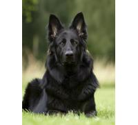 Paint by Numbers for Adults Dog Paint by Numbers for Children Animal, DIY Colorful Canvas Oil Painting Kits Hobbies for Adults Women Paintings Arts for Home Wall Decor with Frame 100x135cm J-EL43