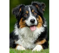 Paint by Numbers for Adults Dog Paint by Numbers for Children Bernese Mountain Dog, Hobbies for Adults Women Retro DIY Canvas Oil Paintings Kits Arts for Home Wall Decor 32x47in Without Frame 7-IS12
