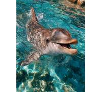 Paint by Numbers for Adults Dolphin, Cute Easy Paint by Numbers Kits for Beginners, DIY Painting Kits with Brushes and Acrylic, Color Oil Painting Adult, Autumn Decorations, Gifts, 36x44in P-1408