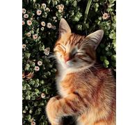 Paint by Numbers for Adults Flower, Cat Easy Paint by Numbers Kits for Beginners, DIY Painting Kits with Brushes and Acrylic, Color Oil Painting Adult Crafts, for Room Decor, Gifts, 40x54in 3-5080