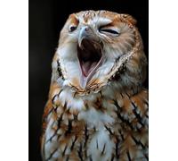 Paint by Numbers for Adults Owl Paint by Numbers for Children Bird, Hobbies for Adults Women Retro DIY Canvas Oil Paintings Kits Arts with Accessories for Home Wall Decor 28x40in Without Frame L-3195
