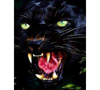 Paint by Numbers for Adults,Painting by Number Kits On Canvas,DIY Color Oil Painting,Home Wall Decor 16x20in/40x50cm,Animals Lion Tiger Cheetah,Frameless