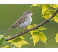 Paint by Numbers for Adults, Tree Diamond Painting Bird, Painting by Numbers for Adults Crystal Art, Acrylic Paint Brushes, Christmas Cross Stitch Kits Home Wall Decor (Without Frame, 50x70cm) U-833