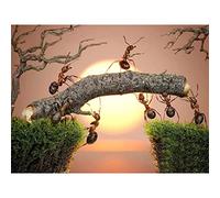 Paint by Numbers Kit for Adults,60x75cm DIY Canvas Oil Painting by Number Kit for Kids Adults,with Brushes and Acrylic Paints Painting for Home Decoration Sunset Ants Moving Trees 24x30in Framed