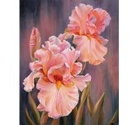 Paint by Numbers Kits for Adults,Pink Iris Flower painting by number kits On Canvas for Beginners,Without Frame DIY Oil Painting Digital Acrylic Painting Arts Crafts Home Wall Decor 16x20 inch