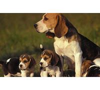 Paint Number Kits Beagle Dog Paint by Numbers for Adults and Kids DIY Oil Painting Gift Kits Pre Printed