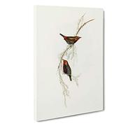 Painted Finch Birds by Elizabeth Gould Canvas Print | Gallery Wrapped 30mm Frame Wall Art | 30x20 inches | Ready to Hang | Modern Bird Picture | Living Room Bedroom Lounge Office