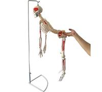 Painted Human Skeleton Model, 33.4" Hanging Skeleton Replica, Bilateral muscle coloring, Displays the spine, nerve roots, spinal arteries, and intervertebral discs