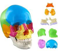 Painted Human Skull Model, 4D Human Skull Anatomical Model, 22 Assembly Parts for Science Education Study, Teaching with Color Study Manual