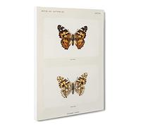 Painted Lady Butterfly By S.F. Denton Canvas Print | Gallery Wrapped 30mm Frame Wall Art | 24x16 inches | Ready to Hang | Retro Animals Picture | Living Room Bedroom Lounge Office