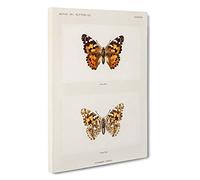 Painted Lady Butterfly by S.F. Denton Canvas Print | Gallery Wrapped 30mm Frame Wall Art | 30x20 inches | Ready to Hang | Modern Animals Picture | Living Room Bedroom Lounge Office