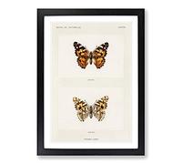 Painted Lady Butterfly by S.F. Denton Framed Print | A2 Black Framed Wall Art | Ready to Hang | Modern Animal Picture | Living Room Bedroom Lounge Office
