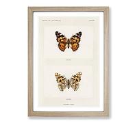 Painted Lady Butterfly by S.F. Denton Framed Print | A2 Oak Framed Wall Art | Ready to Hang | Modern Animal Picture | Living Room Bedroom Lounge Office