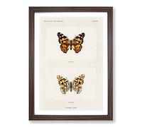 Painted Lady Butterfly by S.F. Denton Framed Print | A2 Walnut Framed Wall Art | Ready to Hang | Modern Animal Picture | Living Room Bedroom Lounge Office