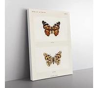 Painted Lady Butterfly By S.F. Denton Vintage Canvas Print 20x14 Inch
