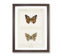 Painted Lady Butterfly By S.F. Denton Vintage Framed Print | A2 Walnut Framed Wall Art | Ready to Hang | Classic Animal Picture | Living Room Bedroom Lounge Office