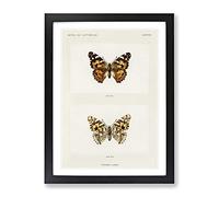 Painted Lady Butterfly By S.F. Denton Vintage Framed Print | A3 Black Framed Wall Art | Ready to Hang | Classic Animal Picture | Living Room Bedroom Lounge Office