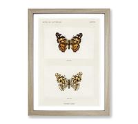 Painted Lady Butterfly By S.F. Denton Vintage Framed Print | A3 Oak Framed Wall Art | Ready to Hang | Classic Animal Picture | Living Room Bedroom Lounge Office