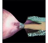 Painted Shield Painted Shield 2 (Vinyl) 12" Album