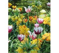 Painters Choice Tulip Bulbs (20 bulbs)