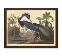 Painting Bird Audubon Louisiana Heron Artwork Framed Wall Art Print A4 Artery8 Brown One Size