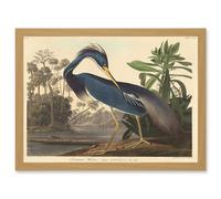Painting Bird Audubon Louisiana Heron Artwork Framed Wall Art Print A4 Artery8 Light Oak One Size