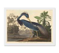 Painting Bird Audubon Louisiana Heron Artwork Framed Wall Art Print A4 Artery8 White One Size