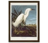 Artery8 Painting Bird Audubon Snowy Heron Egret Artwork Framed Wall Art Print A4