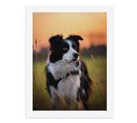 Painting by Number Kits - 40x30cm ，DIY Canvas Oil Painting Kit for Adults，A Beautiful Black-and-White Border Collie Sitting in Tall Grass.