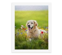 Painting by Number Kits - 40x30cm ，DIY Canvas Oil Painting Kit for Adults，A Happy Golden Retriever in A Field of Colorful Flowers.
