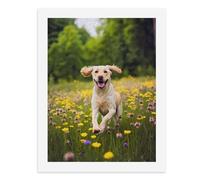 Painting by Number Kits - 40x30cm ，DIY Canvas Oil Painting Kit for Adults，A Happy Golden Retriever Running in A Field of Yellow Flowers.