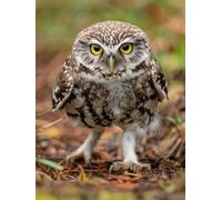Painting by Numbers for Adults Owl Paint by Numbers Kits Animal, Retro DIY Canvas Oil Paintings Kits Hobbies for Adults Crafts with Accessories for Home Wall Decor, Gifts 24x35in Without Frame T-A384