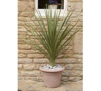 YouGarden Cordyline Australis Green Plant Pot 1L 2 Pack - Wilko